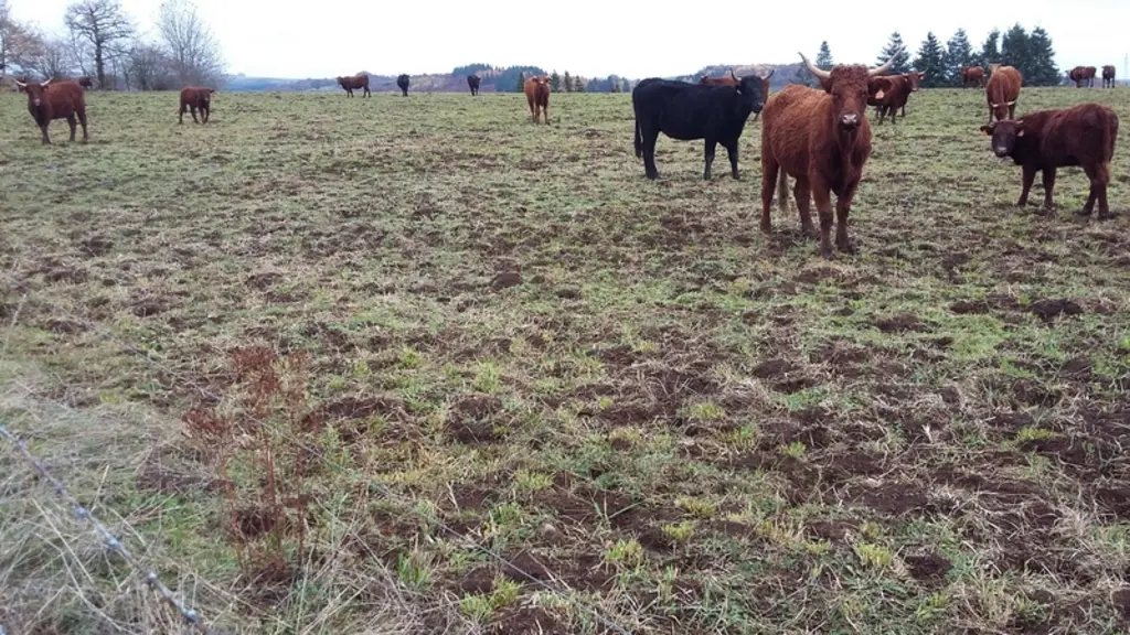 À l’automne, les campagnols terrestres ont redoublé d’activité dans tout le Massif central, annonçant une forte pullulation au printemps. © P. Lestrad