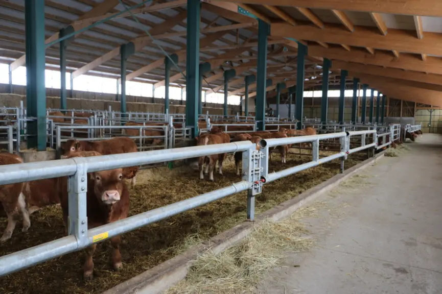 À l’arrière, le couloir situé le long des cases à veaux permet un paillage aisé et facilite la surveillance.  © F. d'Alteroche