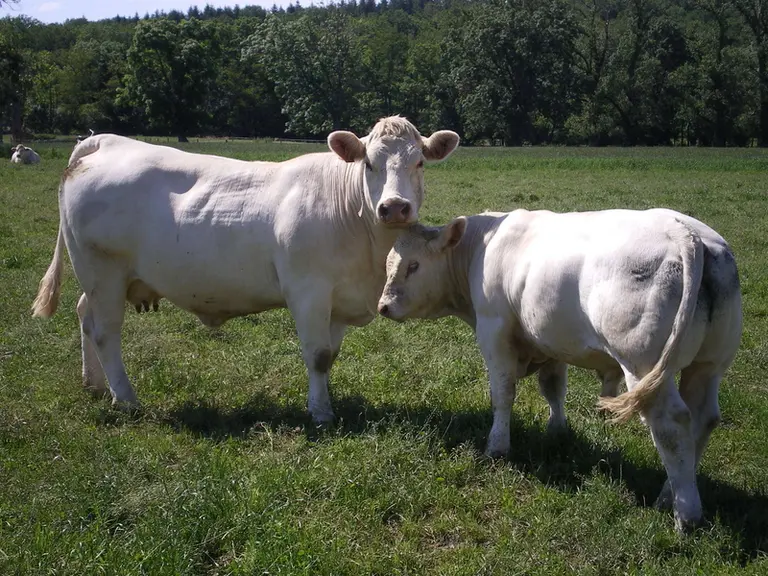Les lots de broutards nés à l'automne ont été vendus en moyenne à pratiquement 9 mois pour des poids oscillant entre 315 et 390 kilos avec une moyenne