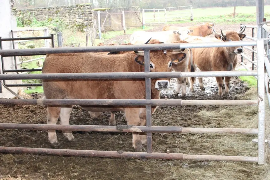 Un autre bâtiment repris il y a trois ans a été organisé avec des cases pour les élèves et les animaux en finition, qui ont trois hectares pour pâture