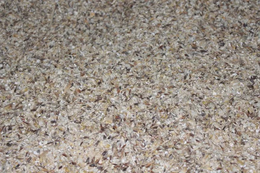 Le méteil grain permet de complémenter toutes les catégories, du petit veau à l'engraissement.  © S. Bourgeois