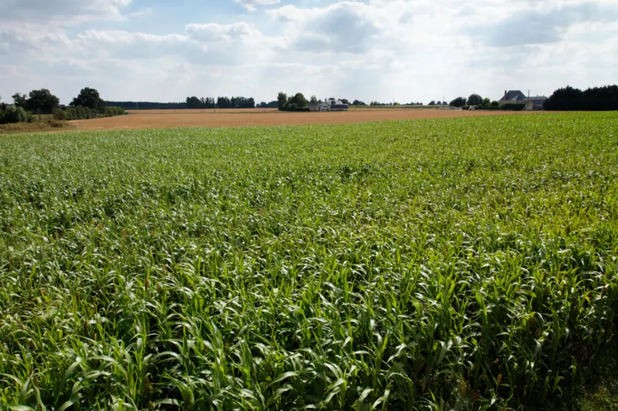 Monster PPS © J. Greffier/Limagrain Europe