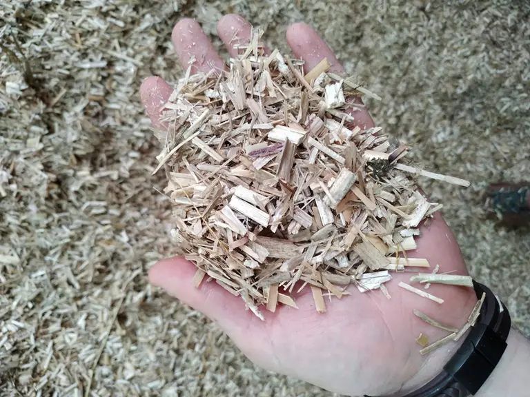 Le miscanthus sera une litière d’autant plus intéressante qu’elle sera produite sur l’exploitation où elle sera utilisée et qu’elle sera amenée à remp