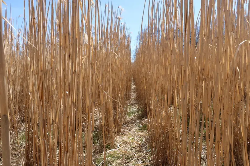 En seconde année de plantation (2020), la hauteur des tiges était comprise entre 2 et 3 mètres mais le rendement est d’abord conditionné par la densit