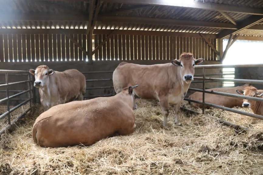 Les femelles en finition sont finies avec 15 kilos de maïs ensilage, 1 kilo de foin, 2,5 kilos d’enrubannage de trèfle à 16 MAT, 4,5 kilos de maïs hum