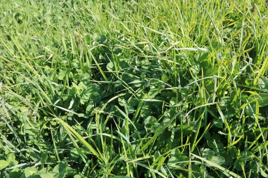 Cette prairie composée de graminées (41 % de fétuque élevée, 18 % de dactyle, 6 % de ray-grass anglais) et de légumineuses (14 % de trèfle violet, 15