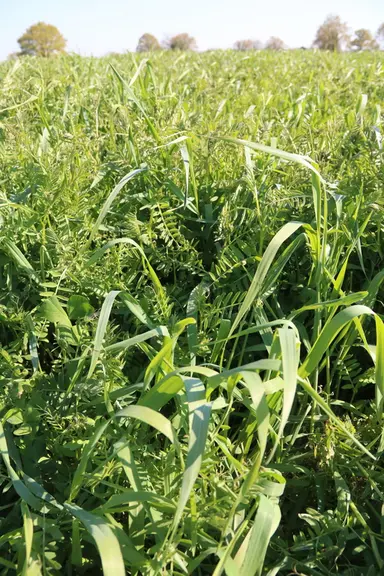 Dans les méteils, les éleveurs ont fait le choix de la vesce velue qui s’acclimate bien l’hiver aux terres hydromorphes de l’exploitation. © C. Delisl