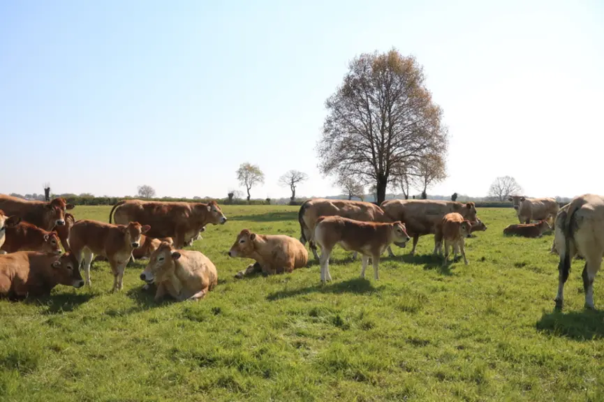 À la fin de l’hiver, les vaches sortent uniquement l’après-midi, pendant 5 jours pour faire la transition avec la ration hivernale. © C.Delisle