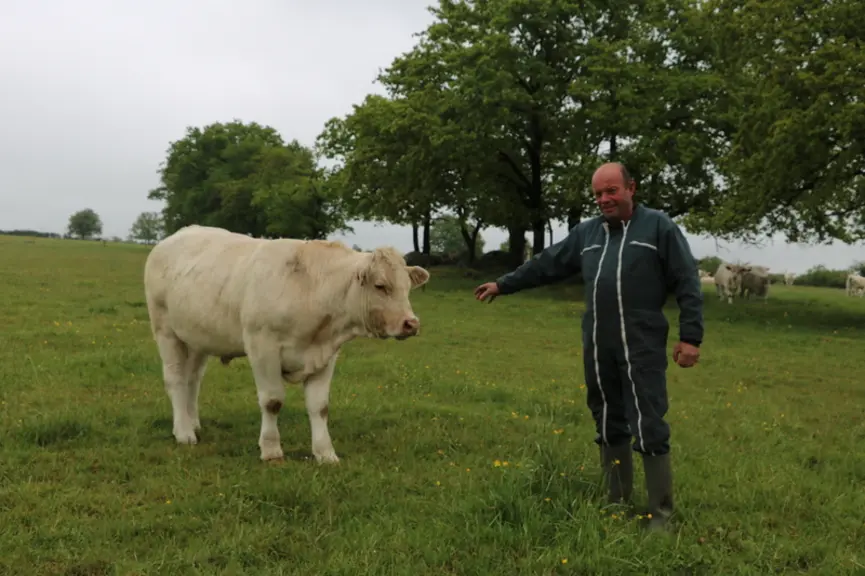Ces bœufs âgés de 20 mois ont été hivernés en plein air avec une ration essentiellement pâturée et seront mis à l’engrais en cours d’été pour être aba