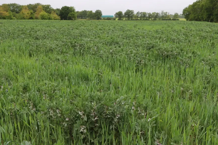 Récolté en grain ou ensilage, le méteil est une culture incontournable sur l'exploitation. © F. d'Alteroche