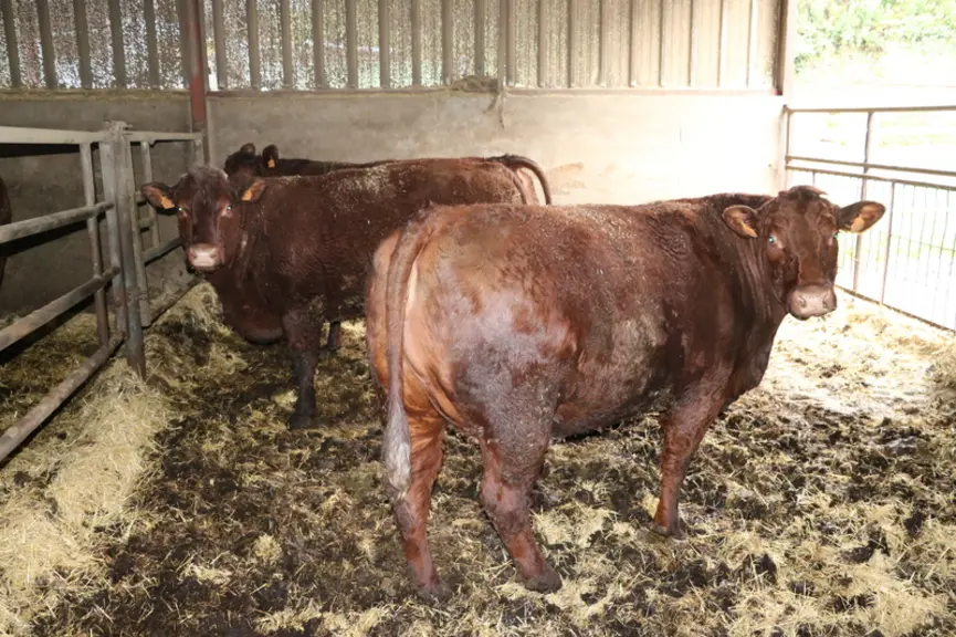 Les vaches sont finies en bâtiment et une partie d'entre elles sont encore suitées lorsqu'elles rentrent en case d'engraissement. © F. d'Alteroche