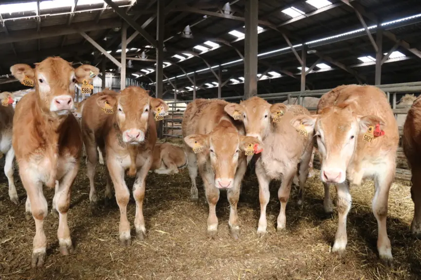 Au Gaec Villeneuve à Saint-Maurice-Etusson dans les Deux-Sèvres, l’usage de la double boucle est également de mise pour le troupeau de 300 Blondes d’A