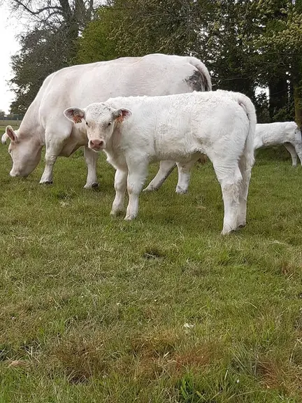 © La ferme du village