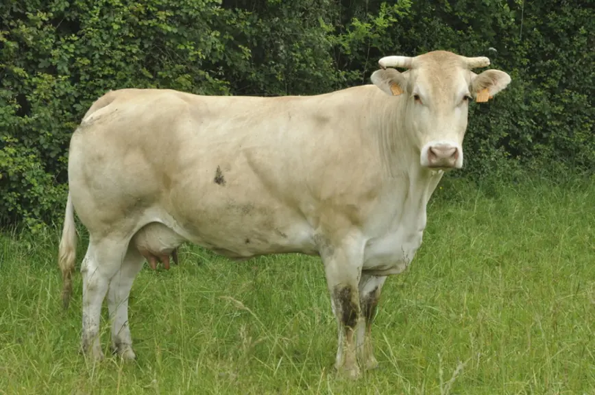 « Le prototype de vache que je voudrais avoir pour l’élevage. Il n’est pas nécessaire qu’elles soient plus grandes », explique l’éleveur. © B. Griffou