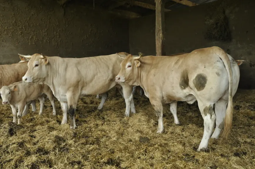 Les vaches de réforme sont finies avec une ration sèche à volonté : foin grossier et 15 kg d’aliment maximum (2/3 de farine de maïs, 1/3 de complément