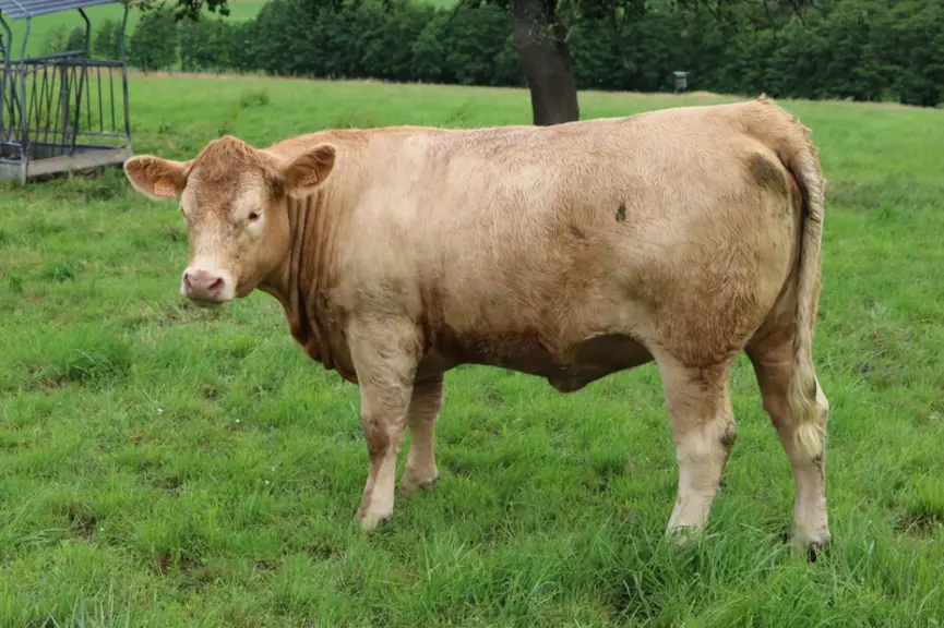 À l'image de cette génisse d’à peine 2 ans prête à vêler, les croisées Redyblack-charolaise se maintiennent facilement en état.