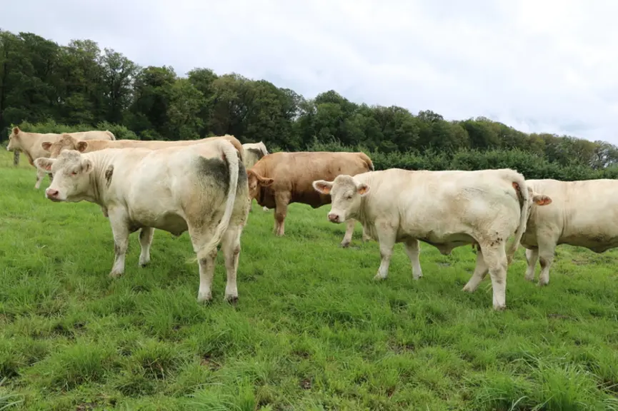 Génisses de 22 mois en fin de gestation : leur ration repose d'abord sur de l'herbe, qu'elle soit pâturée ou enrubannée.