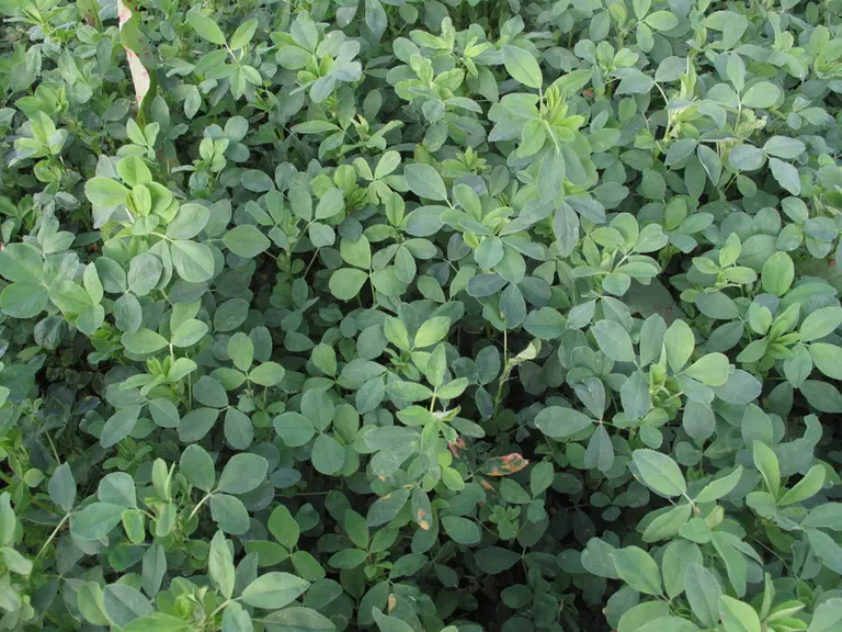 Les couverts à vocation fourragère ne fonctionnent pas comme des prairies longue durée. Il est préférable de choisir des mélanges simples avec peu d’e