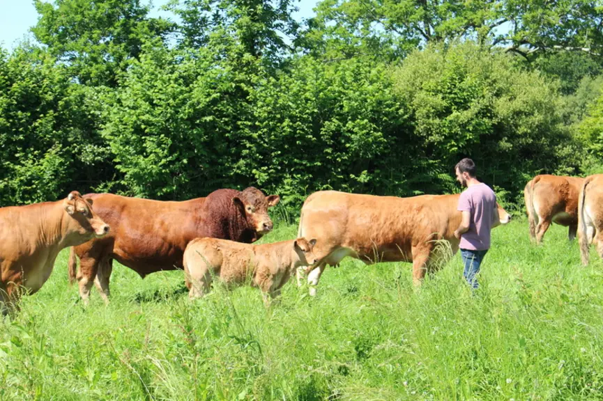 Les vaches sont conduites en monte naturelle. Seules celles qui sont à la repro en novembre sont inséminées.