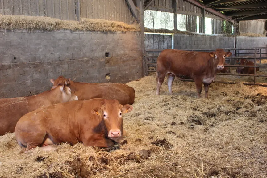 Les vaches sont engraissées pendant au moins quatre mois, avec une première phase à l’ensilage de maïs et une deuxième phase au mash.