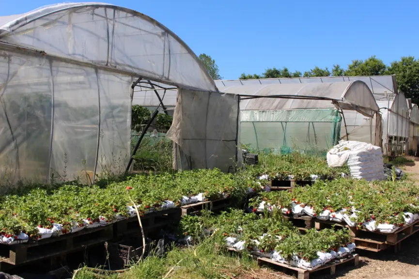 Le maraîchage occupe 1,5 ha dont 3 000 m2 de serres et une parcelle de plein champ qui est installée derrière une prairie.