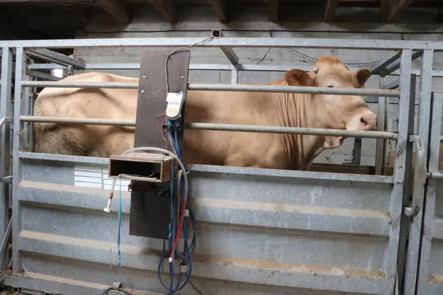 Le plateau de pesées fait 2,5 mètres de long. Il manque 30 centimètres de longueur pour les vaches...