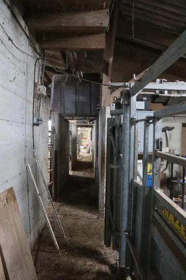 L’éleveur se sert de l’ancien couloir de retour de traite pour trier les veaux mâles et femelles au sevrage