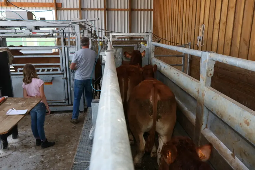 L’entrée dans la cage est perpendiculaire par rapport au couloir, mais cela passe très bien, même pour des animaux adultes.