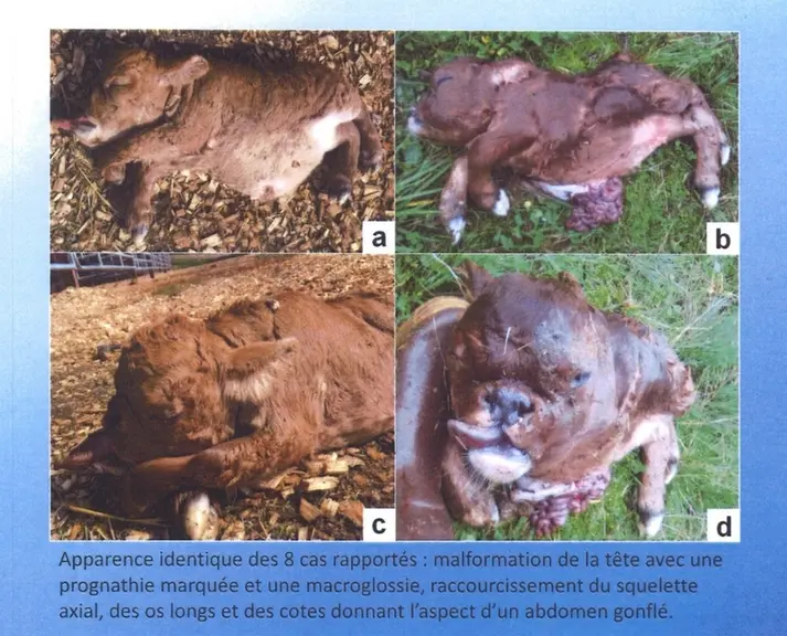 L’aubrac prend le gène Bulldog par les cornes