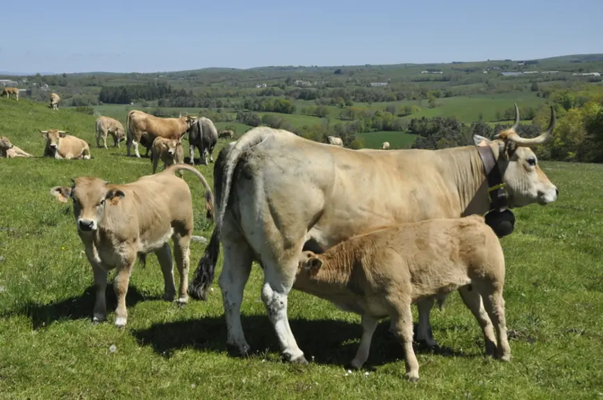 Sur le site de Montpeyroux, il ne reste à la pâture que 32 vaches, en deux lots, dont celles qui sont suitées de mâles vendus à l’automne (avec nourri