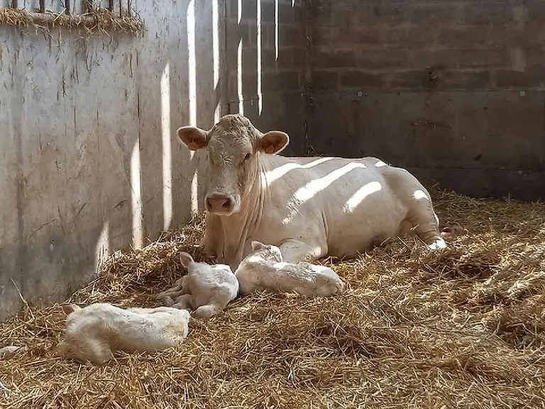 Ignoble P a vêlé seule du premier veau. Franck Maguet a ensuite trouvé trois pattes en examinant la vache. Après avoir fait naitre le deuxième veau, i