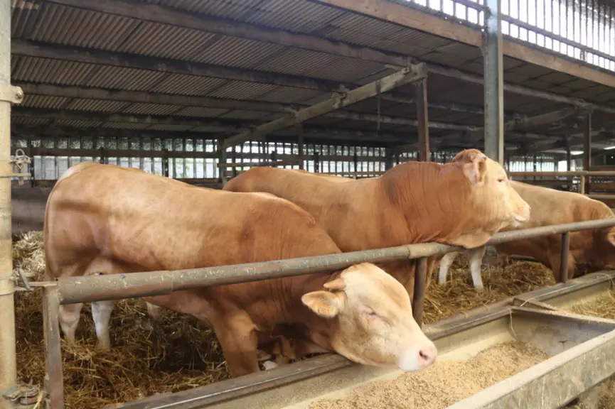 [Sabots d'or] Des blondes d’Aquitaine pour « produire de la viande »