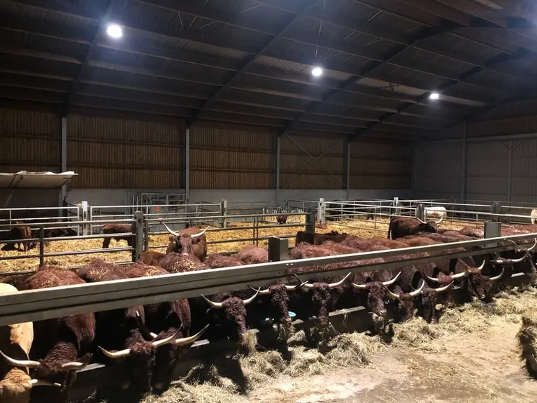 Pour favoriser une lumière sans zone d’ombre, l’éleveur a acheté 6sixgamelles industrielles led (20 000 lumens).