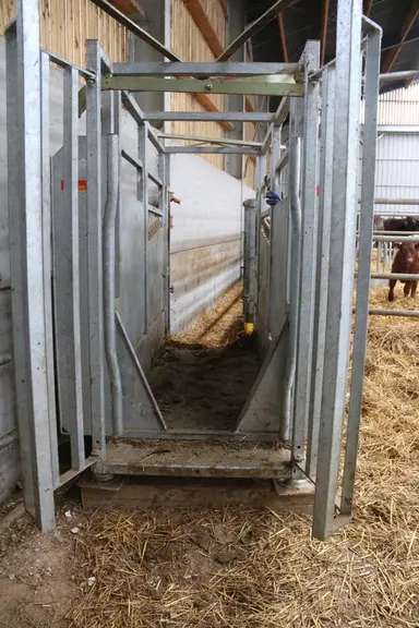 L’outil Boviwell attribue une note de bien-être animal pour le bovins