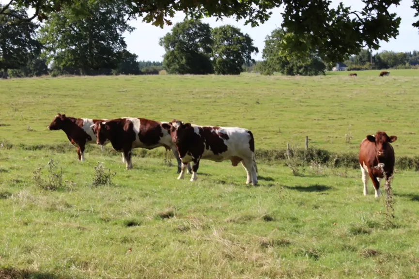 Les vaches sont engraissées sur des durées de quatre à cinq mois.