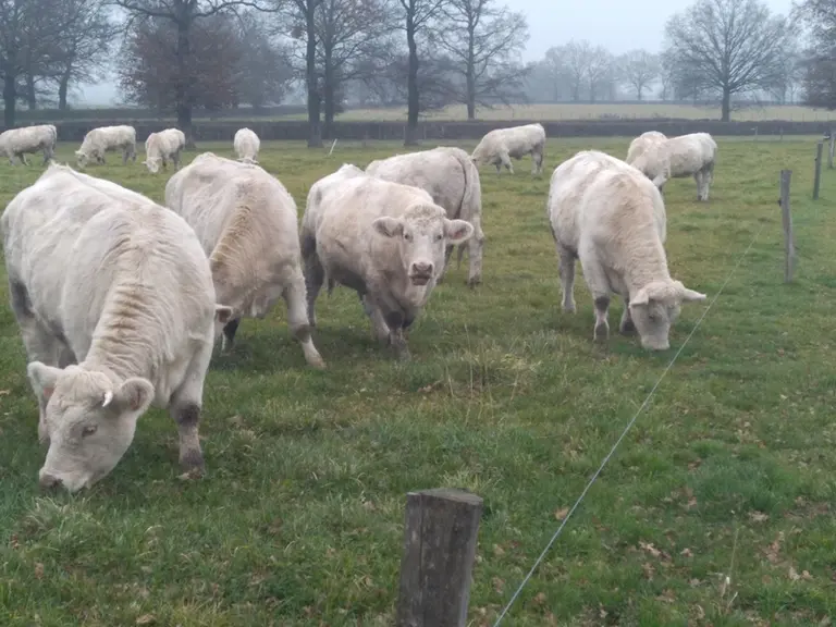 Les génisses de 24 mois destinées à l’engraissement parcourent sur tout l'hiver environ 80 hectares avec des paddocks de 0,5 à 1,5 hectare.