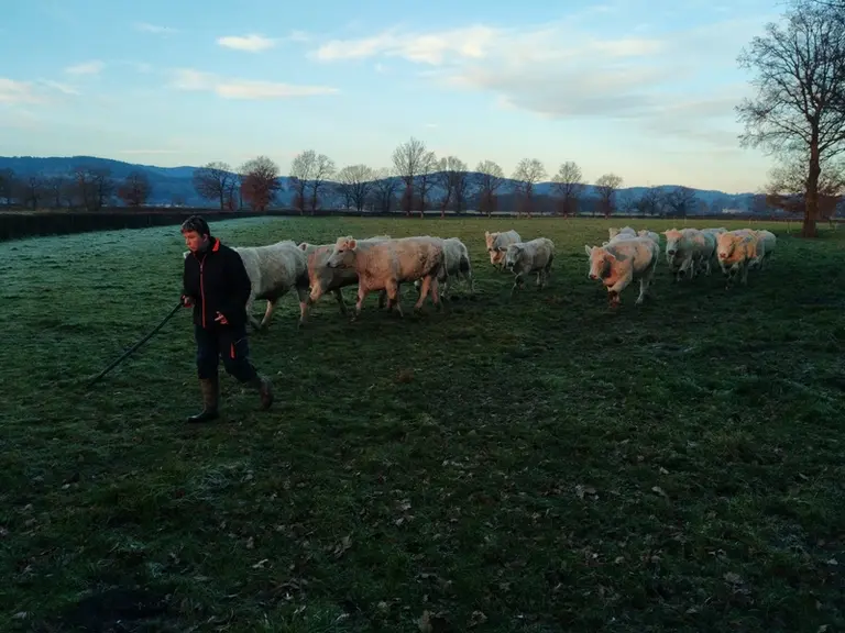 Les génisses changent de paddock tous les un à trois jours selon les quantités d'herbe disponibles.