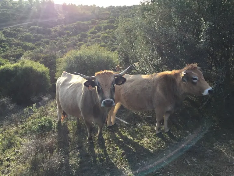 La garrigue est composée de végétation buissonnante et rare sont les arbres de plus de 5 mètres de haut.
