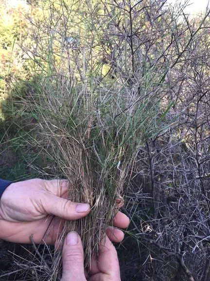 Le brachypode reste vert toute l’année. Il est très apprécié mais craint le surpâturage d’où ce choix de ne faire qu’un seul passage par an sur les pa
