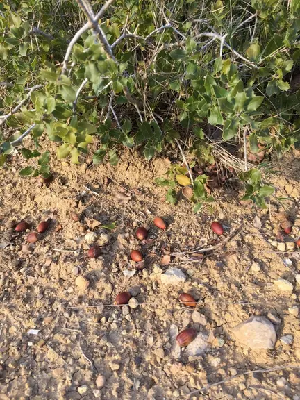 Le chêne kermès pousse au ras du sol et donne de petits glands appréciés des vaches comme des sangliers.