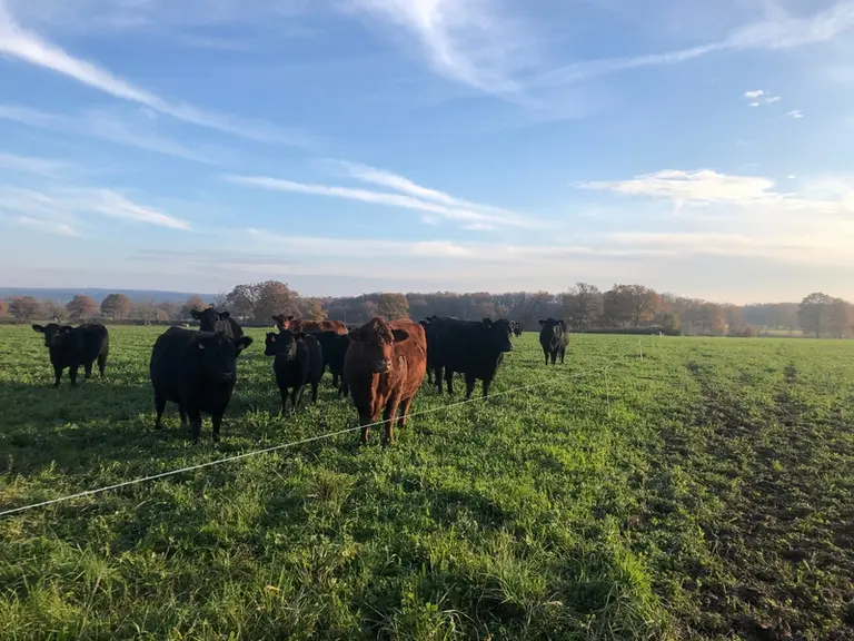 Les vaches suitées de veaux nés au printemps pâturent une prairie temporaire avec un accès au "parking" avec du foin.