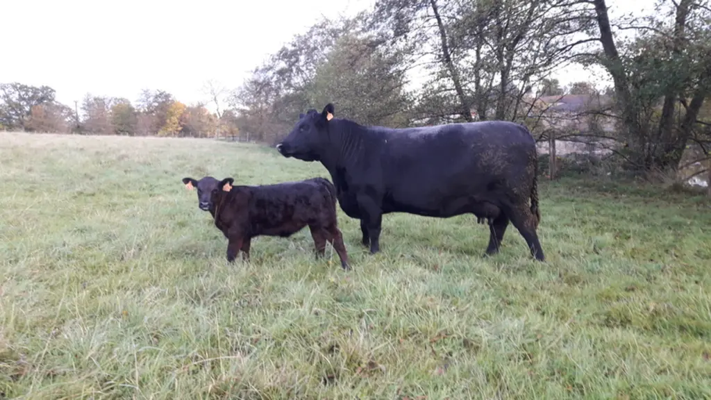 Cette vache a vêlé pour la deuxième fois à 36 mois en ayant toujours été  hivernée en extérieur.