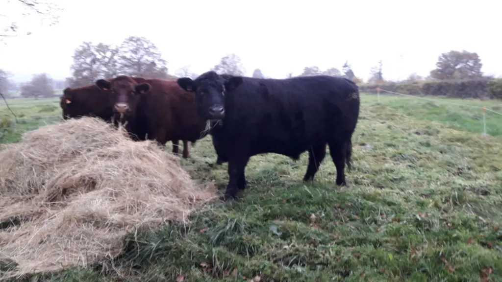 Ces bœufs de 30 mois sont en finition au pâturage, avec du foin et 3 kg de concentrés pour les trois derniers mois. "Ceci afin de changer la couleur d