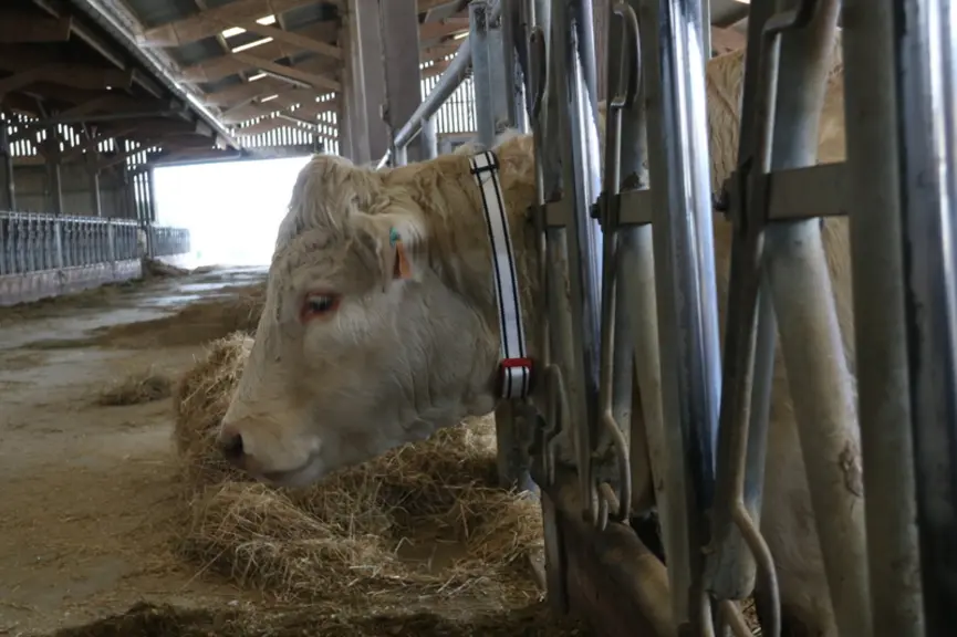 « Un collier qui détecte chaleurs et vêlages pour chacune de nos vaches »