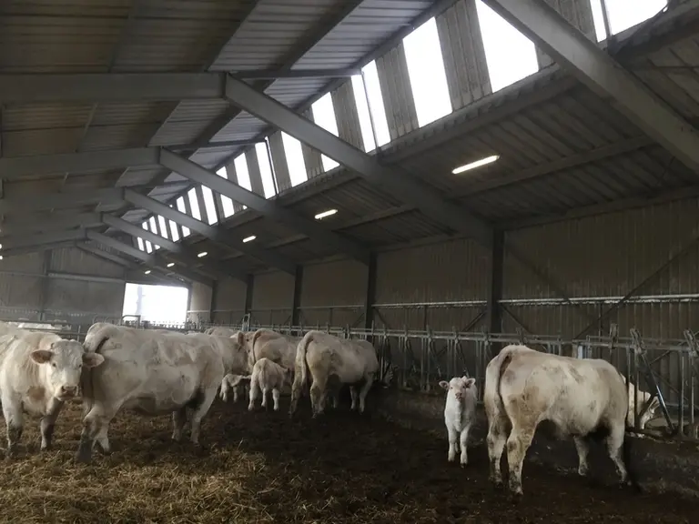 Chaque case mesure 17,4 m au niveau des cornadis et 12 m de profondeur soit un peu plus de 10 mètres par animal.