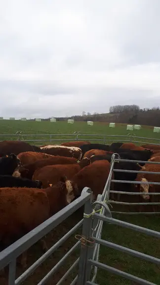 Le troupeau est conduit en croisements rotatifs entre les races salers, limousine et angus.