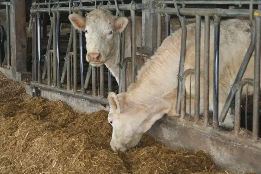 L’intégration dans la ration des bovins viande est très variable selon les régions. Elle va de 10 à 60 %.