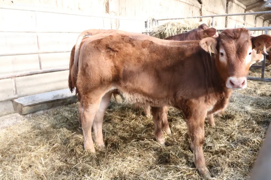 Cette femelle de 7,5 ans sèvre son cinquième veau. Ses produits pèsent en moyenne 300 kilos à 210 jours.