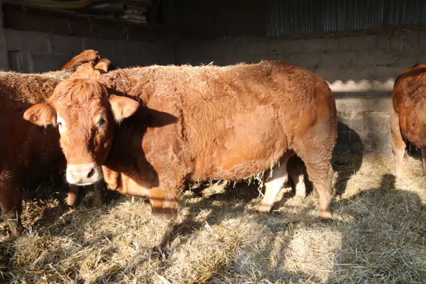 Les vaches sont valorisées, pour une majorité, en direct avec le Super U voisin. En 2020, le poids carcasse des vaches (12) a atteint 482 kg carcasse
