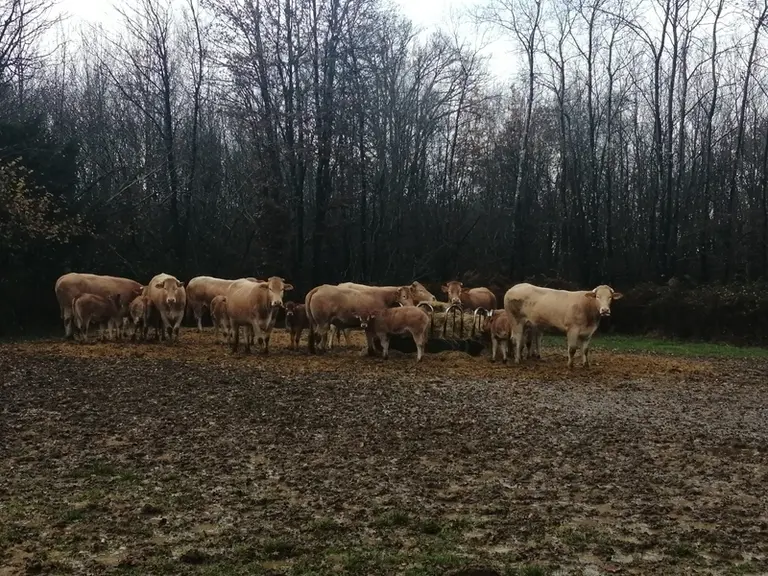 Pour limiter les achats de paille (115 tonnes en 2020), Cédric Pelletier réfléchit à des alternatives, comme l’utilisation de plaquettes de bois ou la